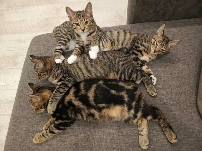Котята курильского бобтейла