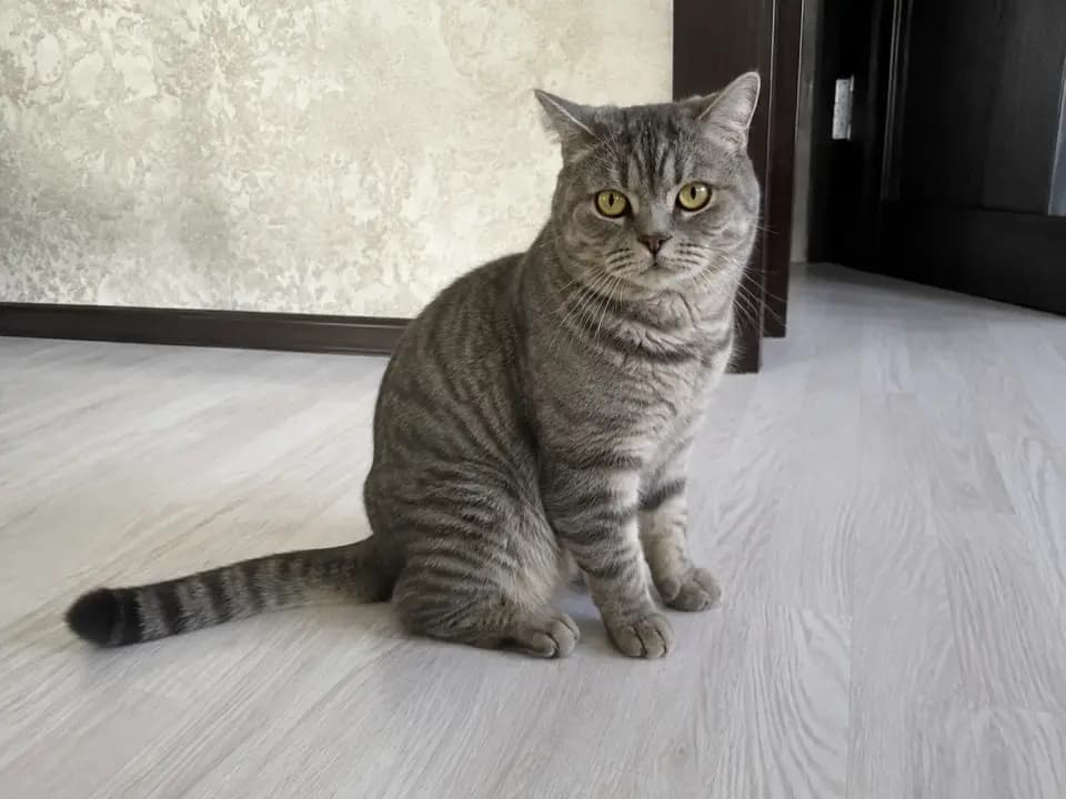 Полосатый домашний кот ищет хозяина