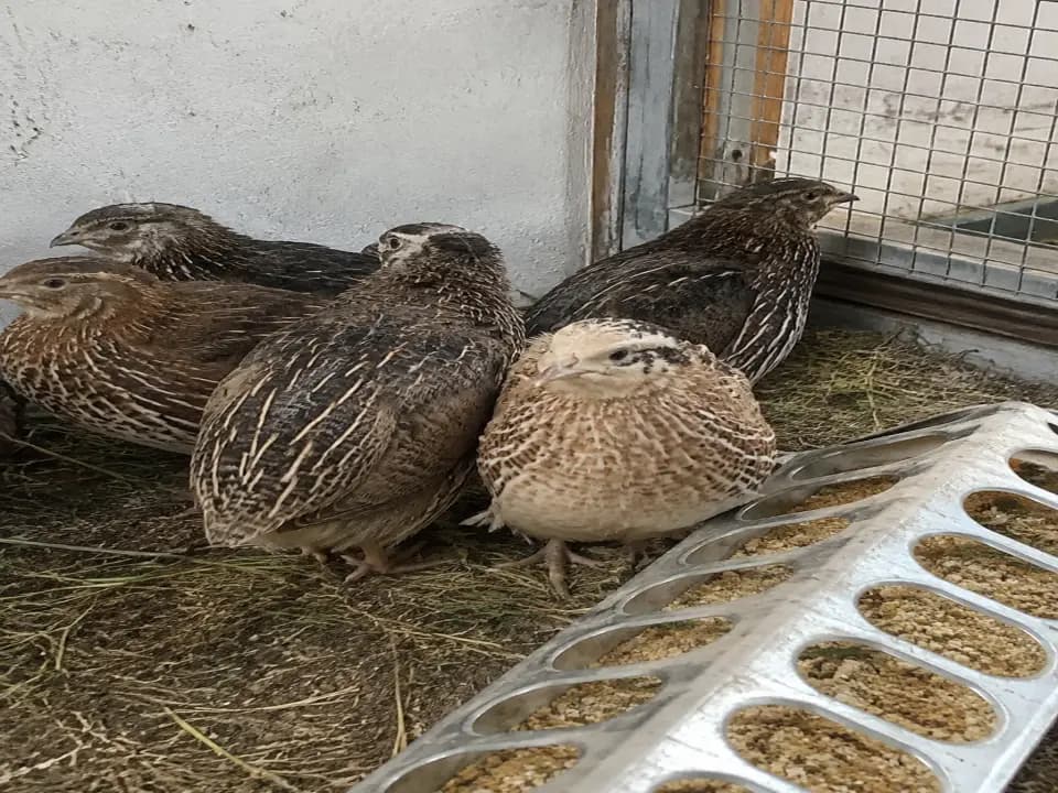 Перепела для домашнего хозяйства