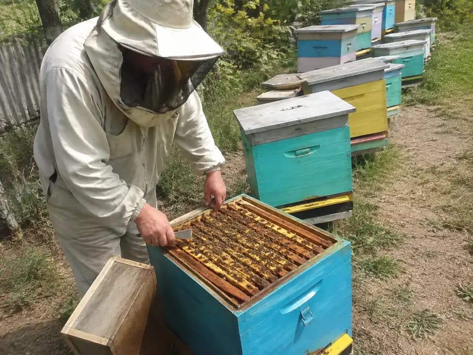 Помощник на пасеку на сезон