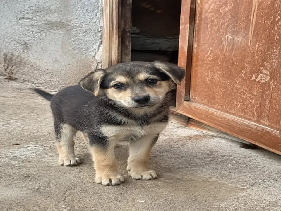 Щенок небольшого размера ищет дом